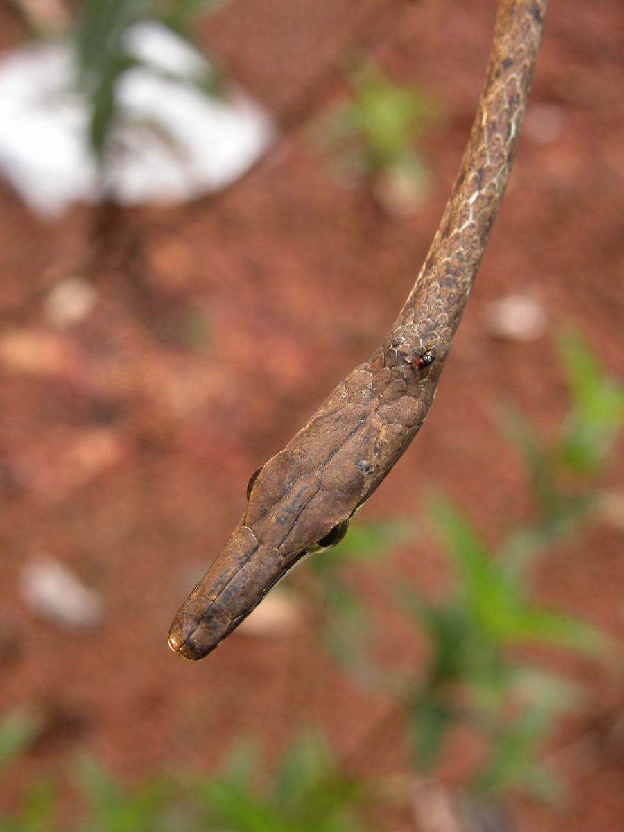 Oxybelis aeneus