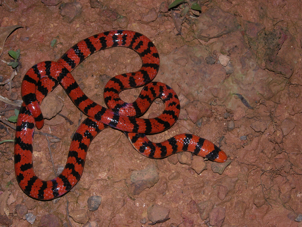 Serpent-tube d'Amérique du Sud