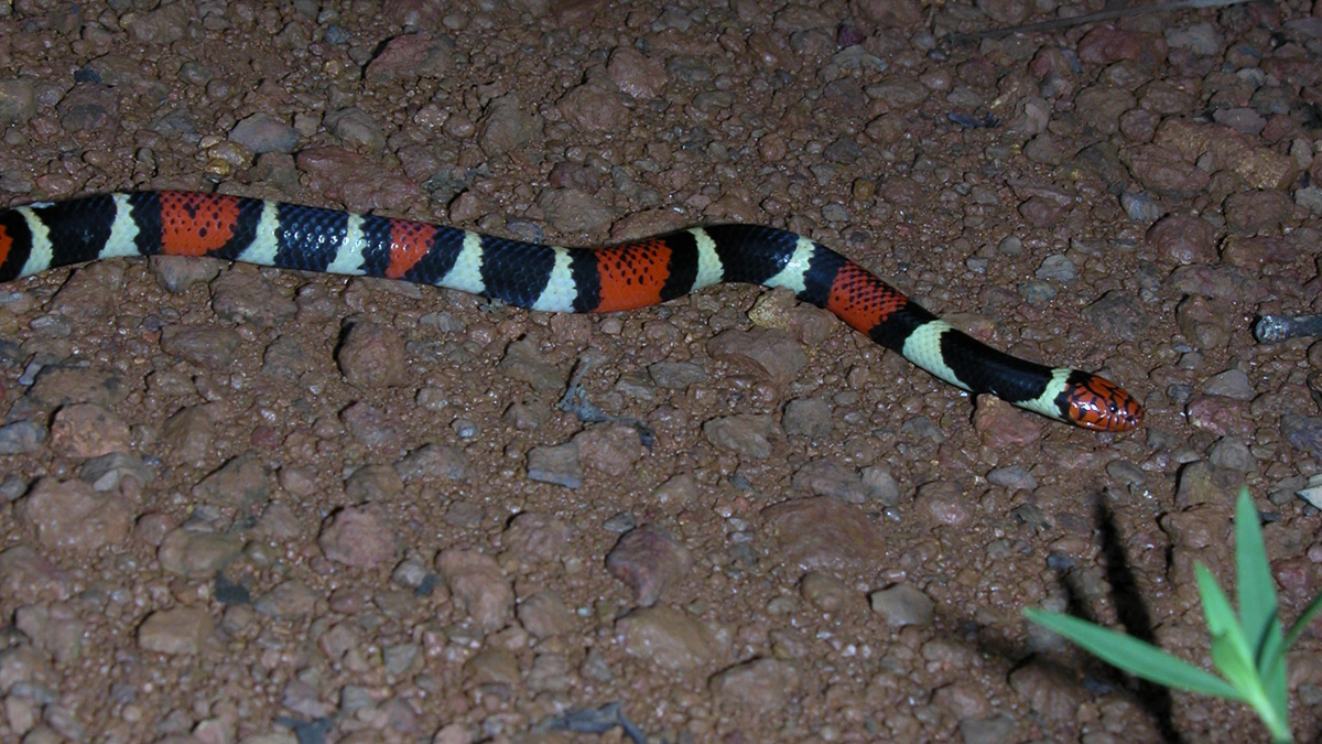 Corail à tête rouge