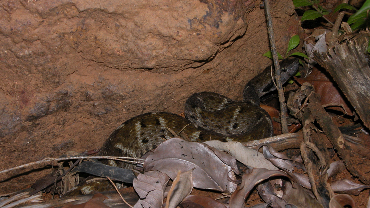 Fer-de-lance commun