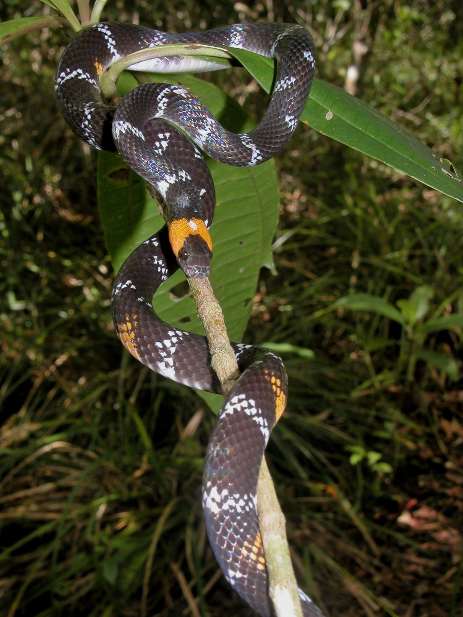 Oxyrhopus vanidicus