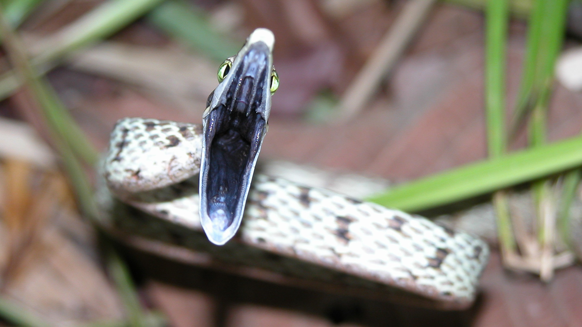 Oxybelis aeneus