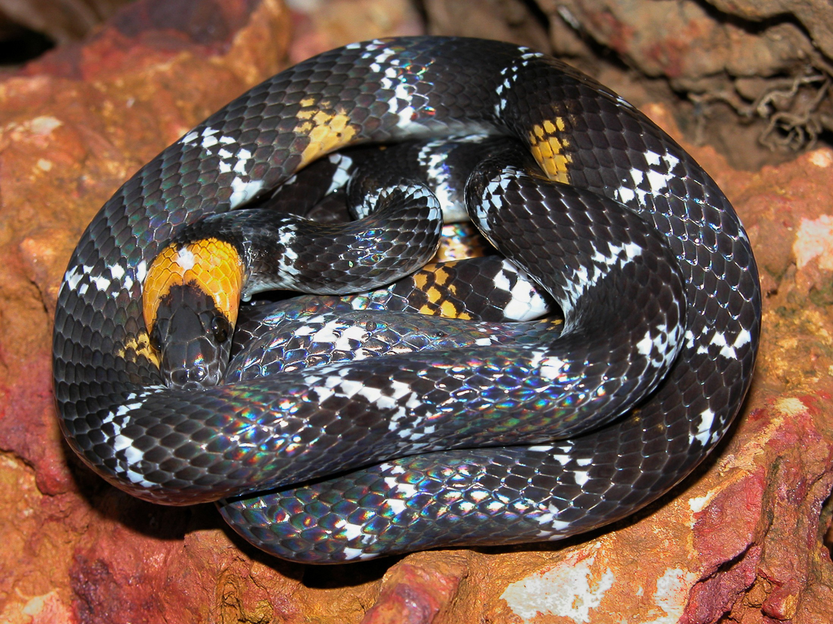 Oxyrhopus vanidicus