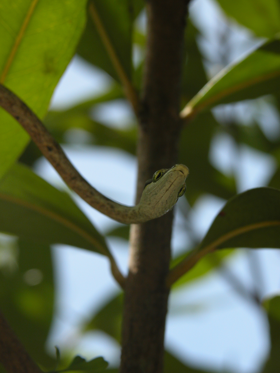 Oxybelis aeneus