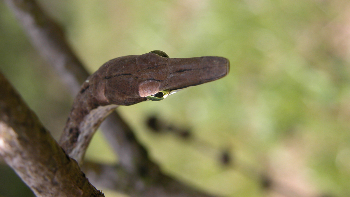 Oxybelis aeneus