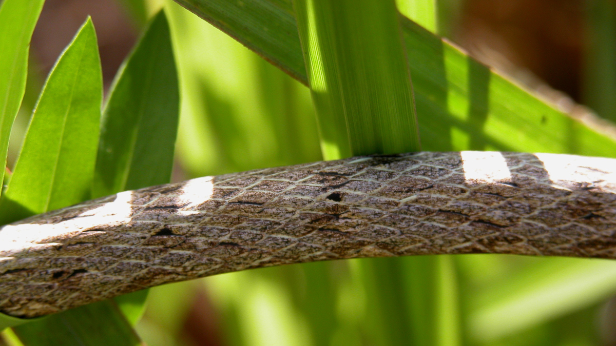 Oxybelis aeneus