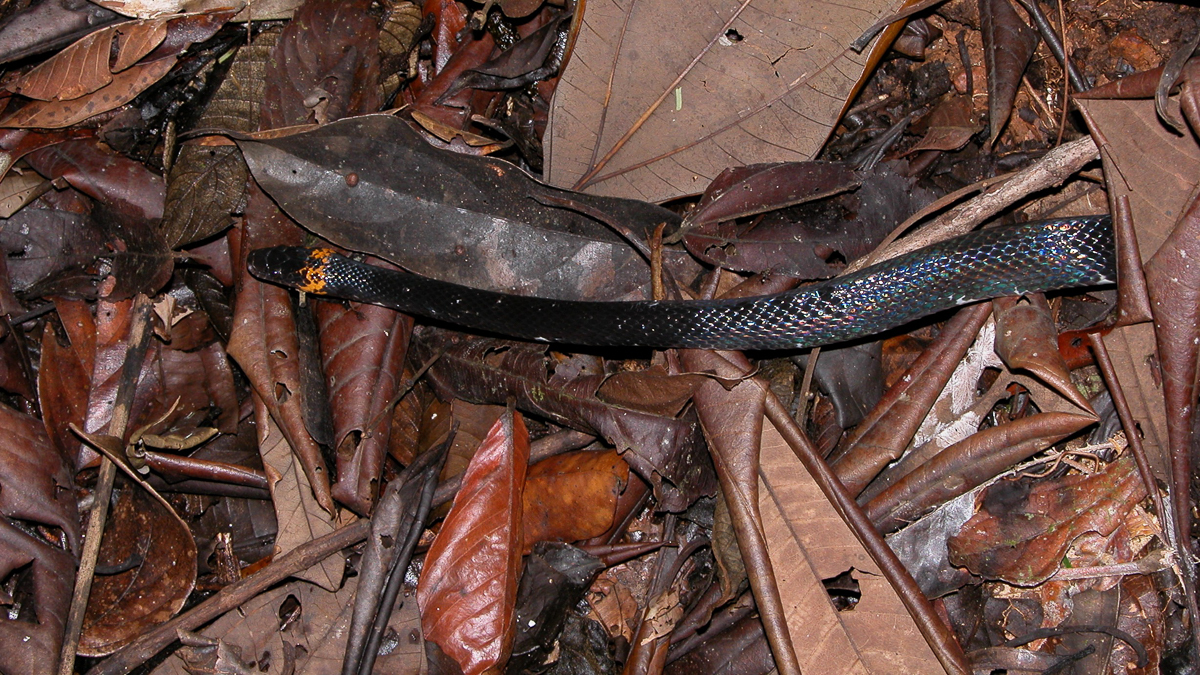 Oxyrhopus vanidicus