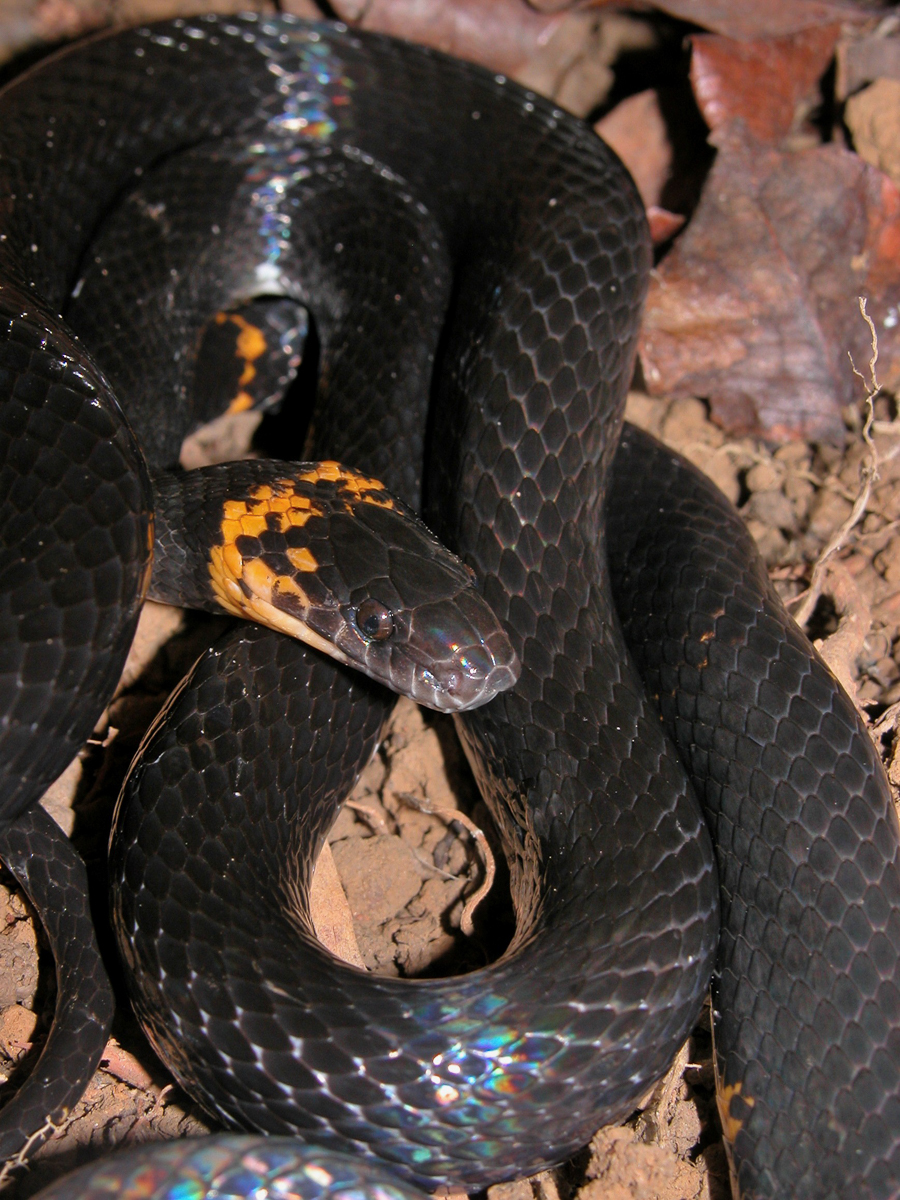 Oxyrhopus vanidicus