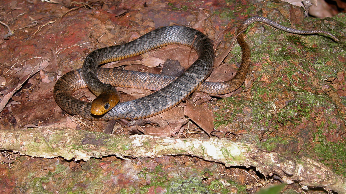 Chasseur indigo