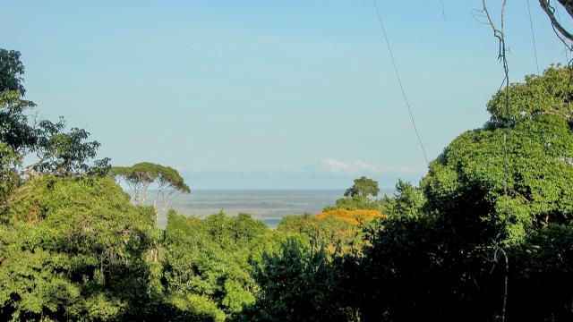 Montagne de Kaw-(forêt primaire)