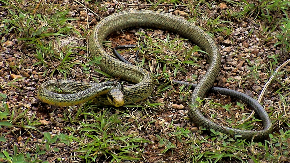 Chasseur soufré