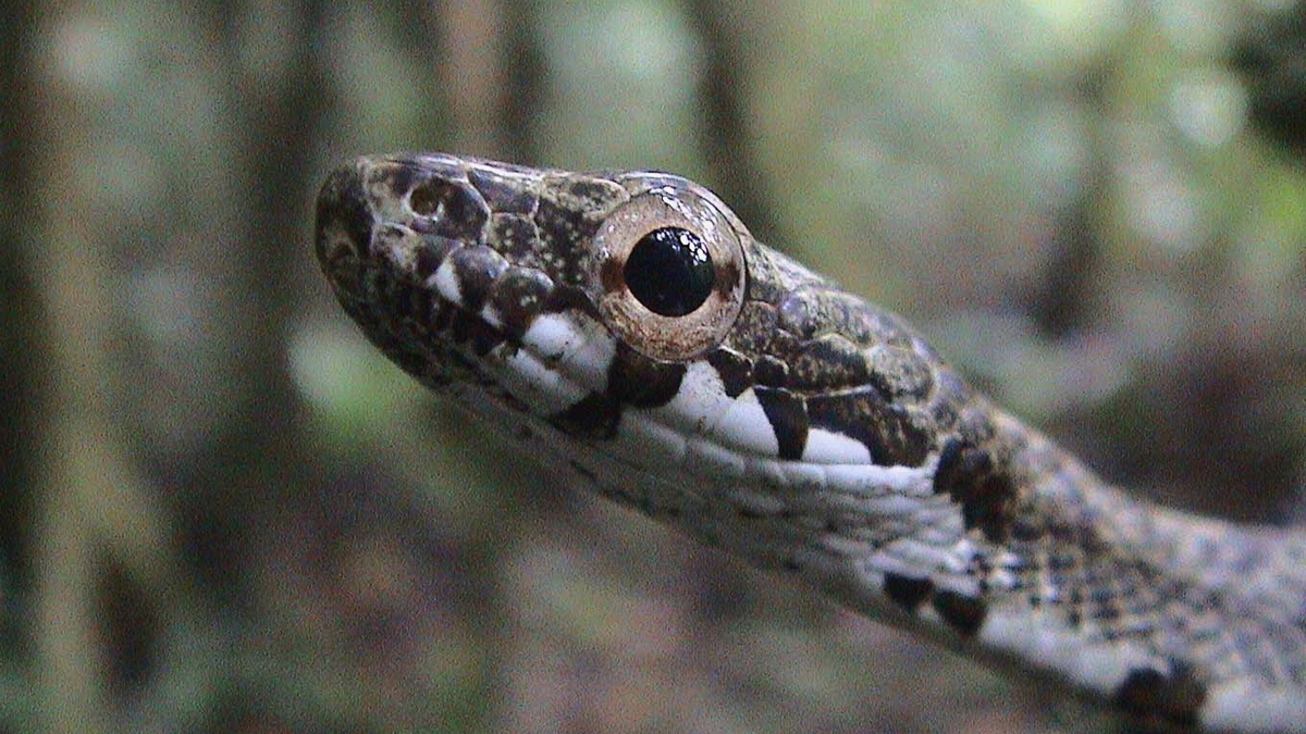 Chasseur menaçant