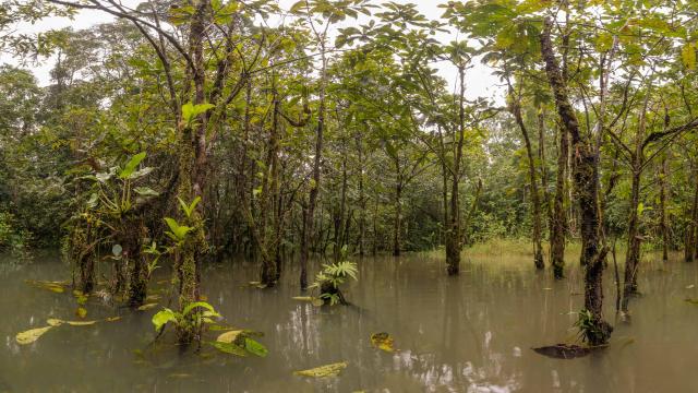 Kaw-(mare Caiman)