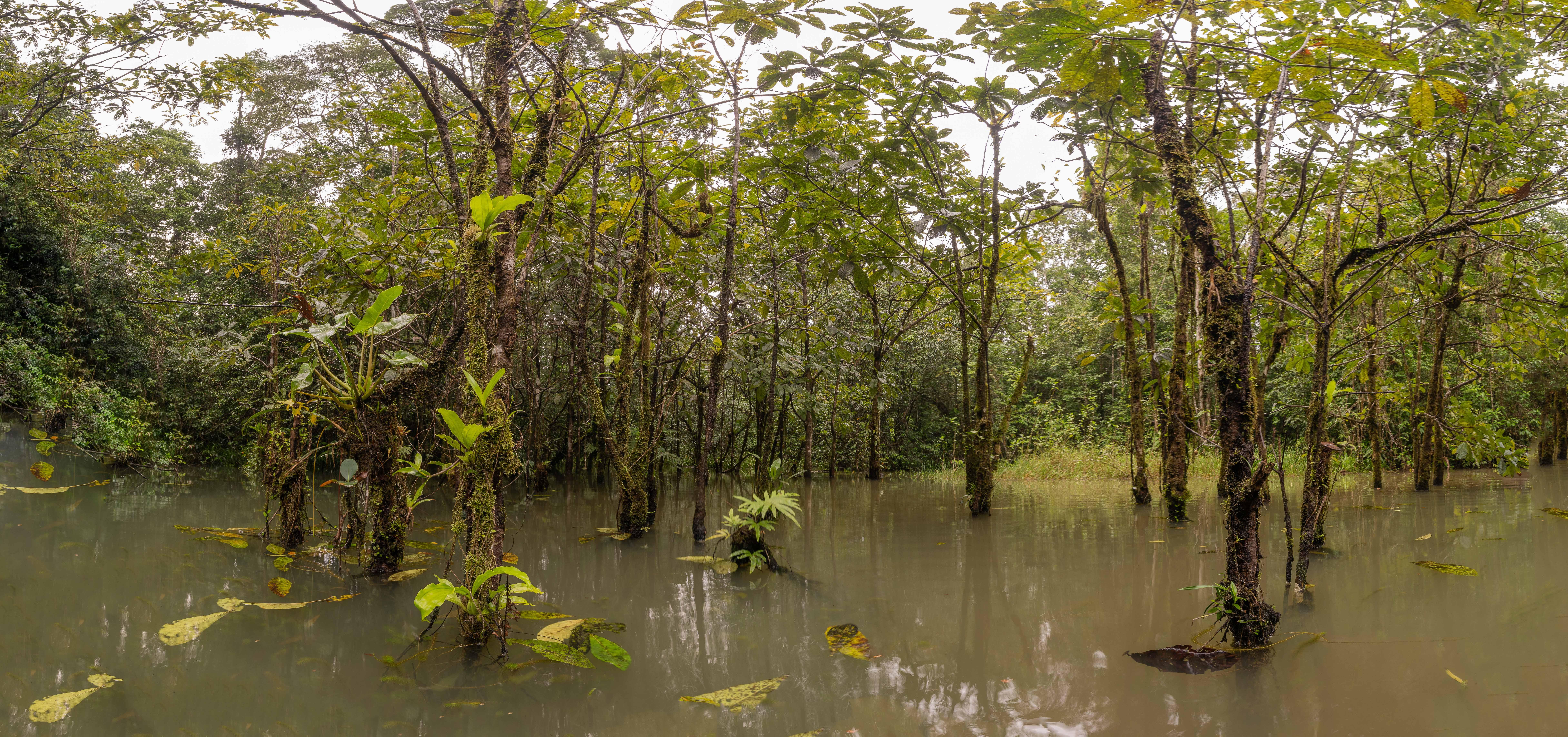 Kaw-(mare Caiman)
