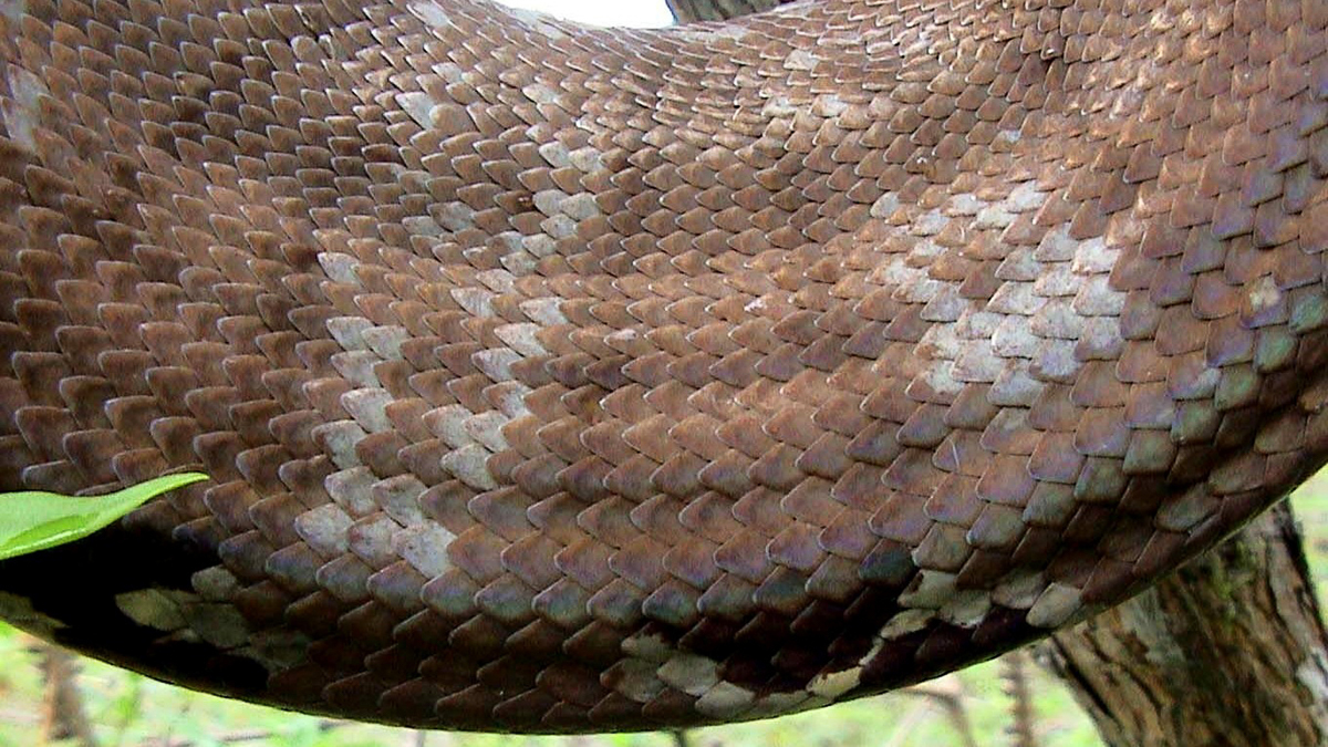 Boa d'Amazonie