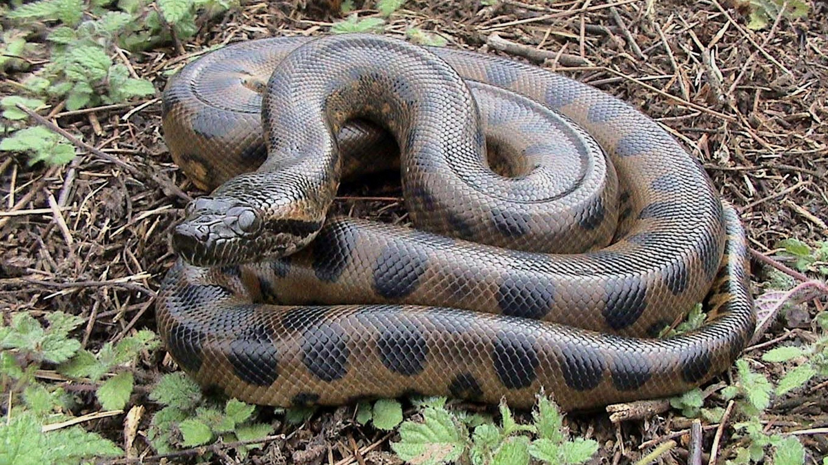 Anaconda vert