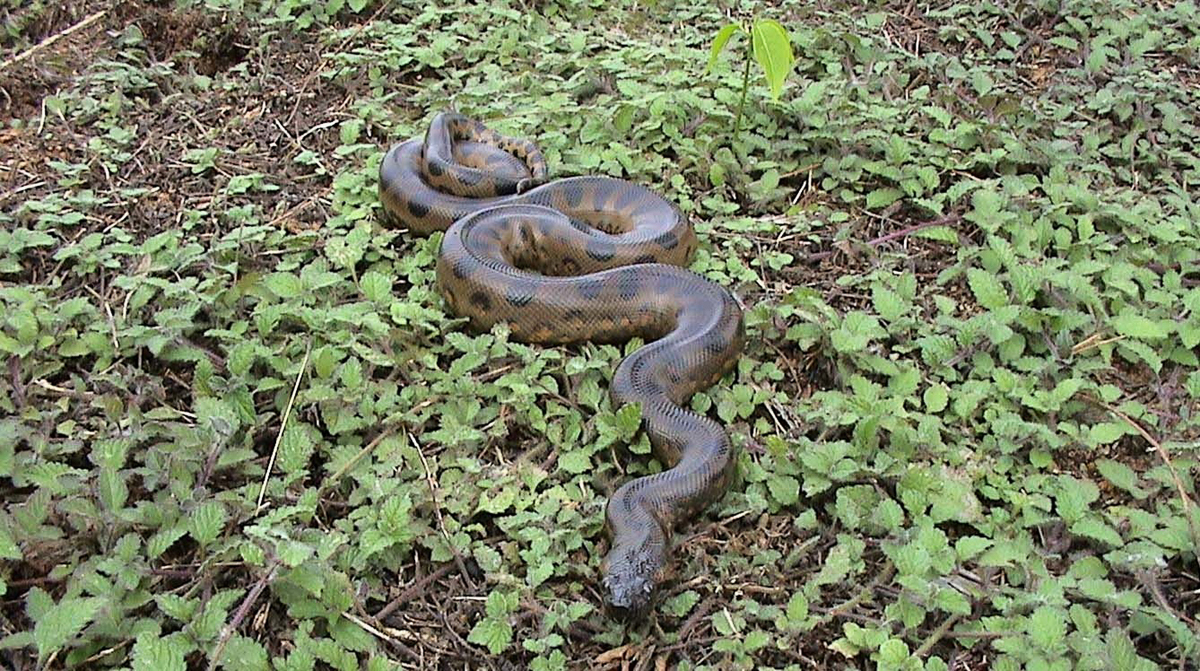 Anaconda vert