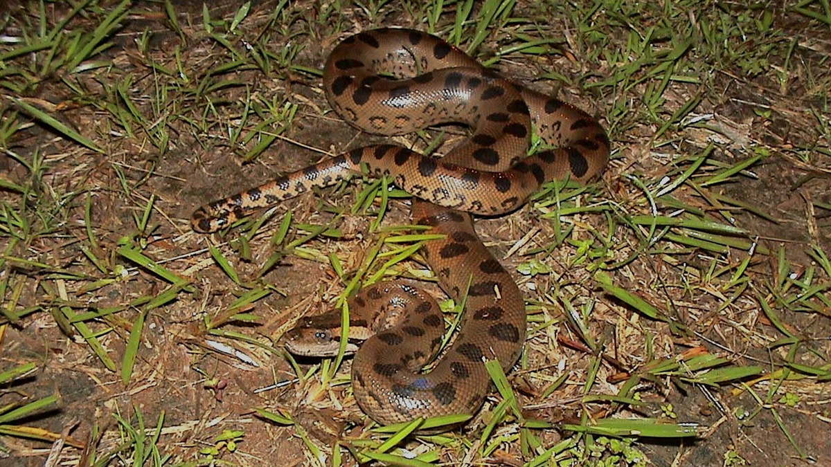 Anaconda vert