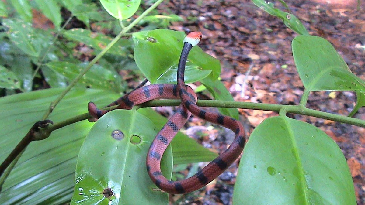 Siphlophide à tête orangée