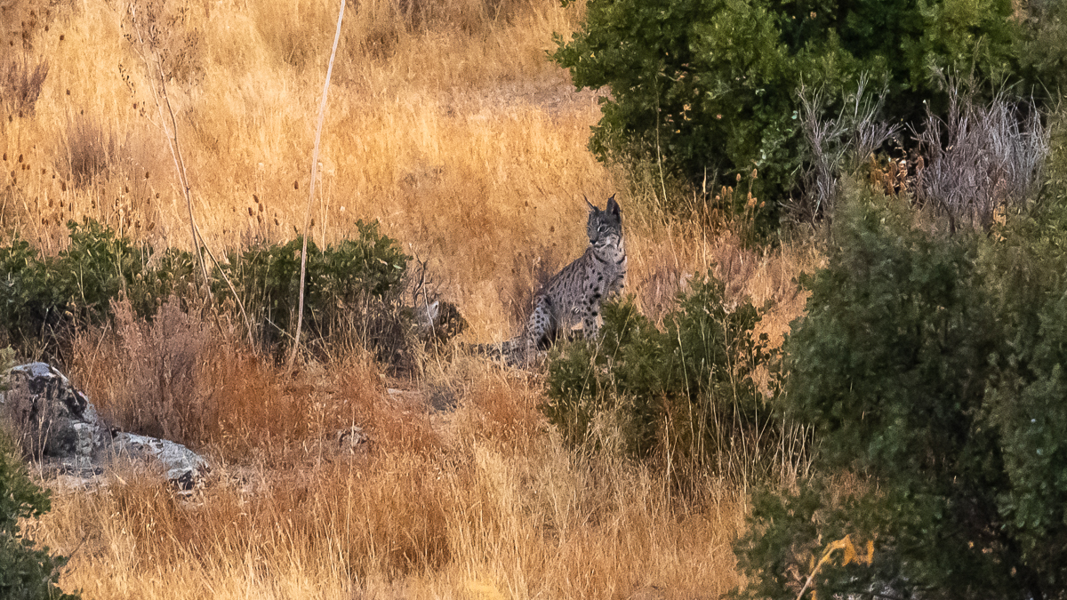 Lynx ibérique