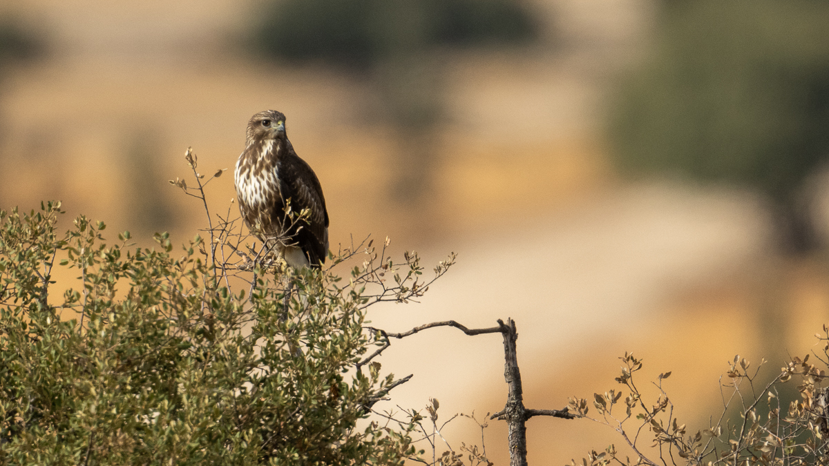 Buse variable