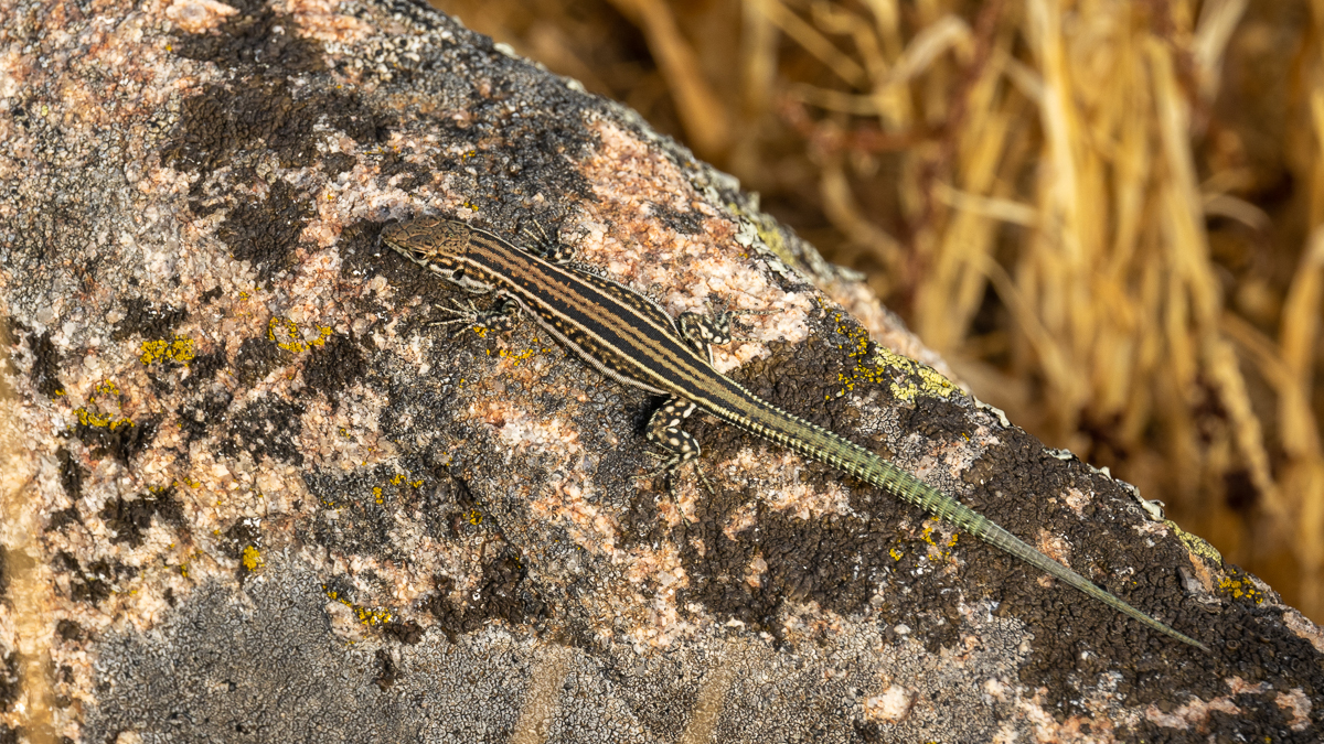 Lézard de Guadarrama
