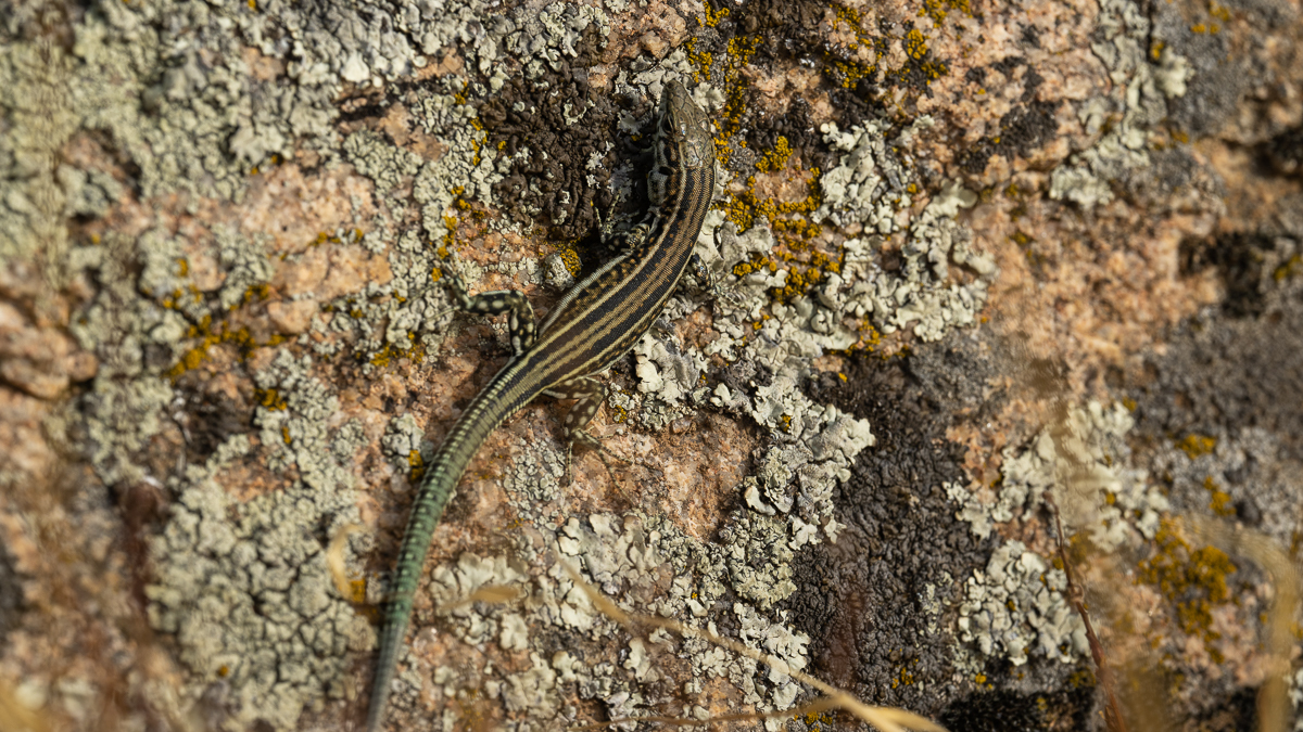 Lézard de Guadarrama