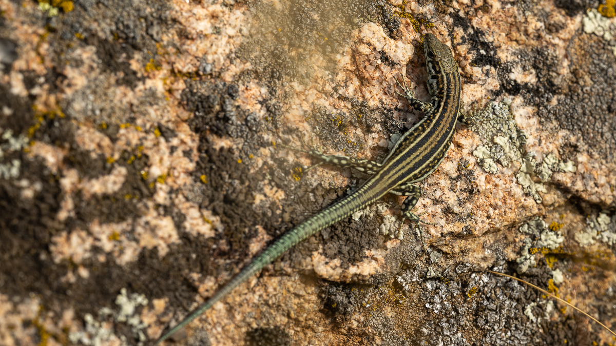Lézard de Guadarrama