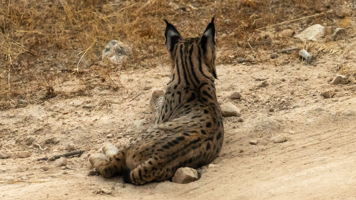 Lynx ibérique