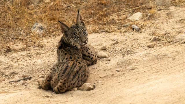 Lynx ibérique