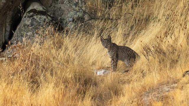 Lynx ibérique
