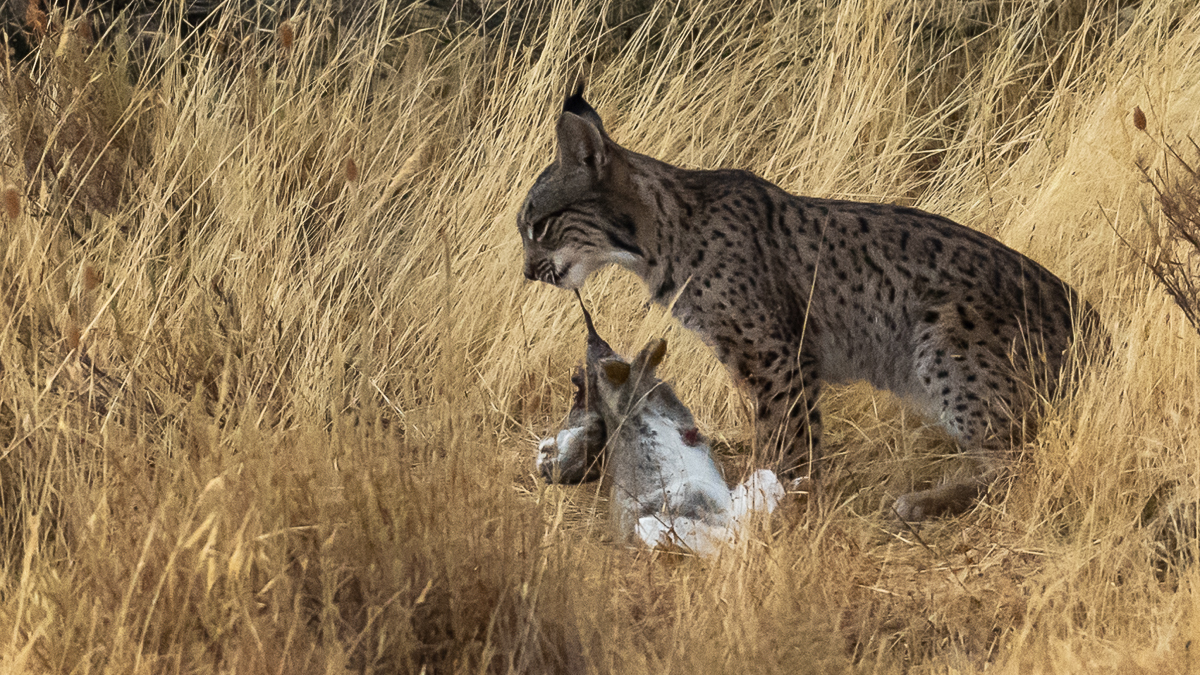 Lynx ibérique