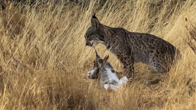 Lynx ibérique