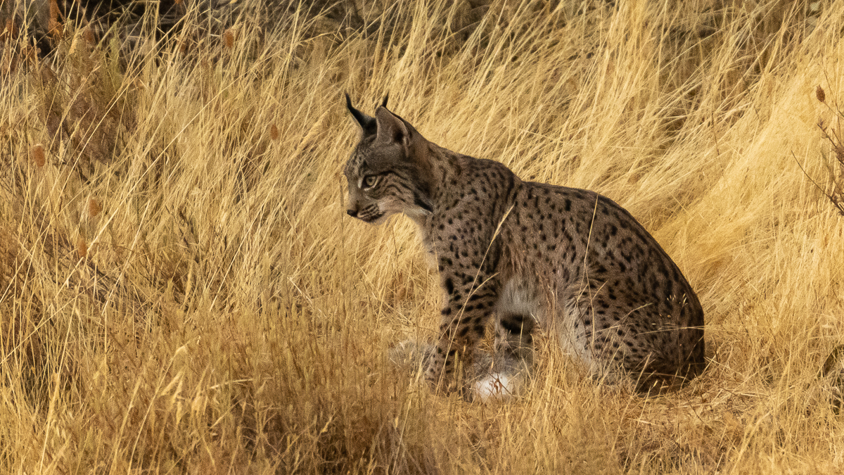 Lynx ibérique