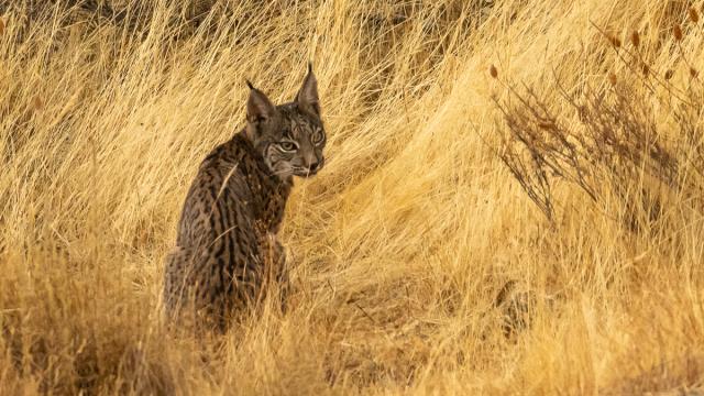 Lynx ibérique