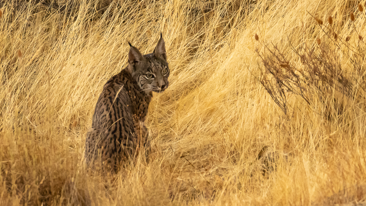 Lynx ibérique