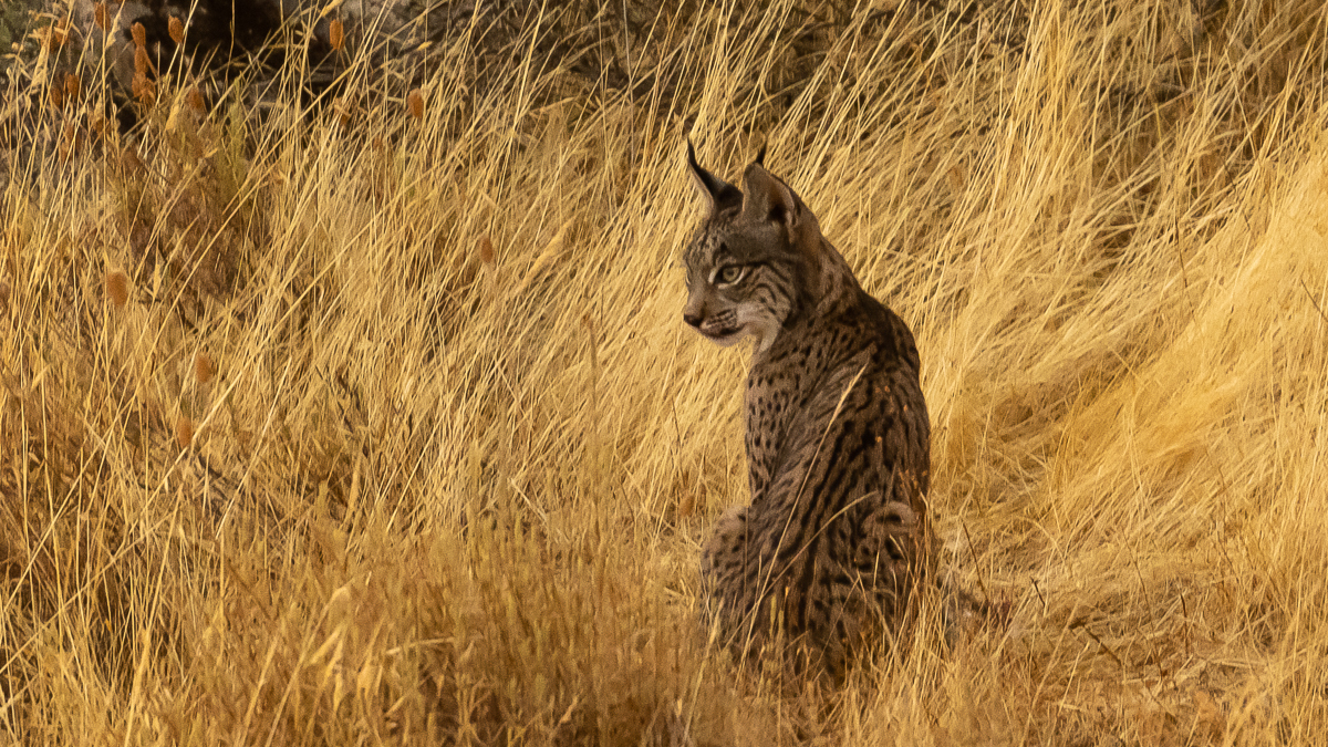 Lynx ibérique