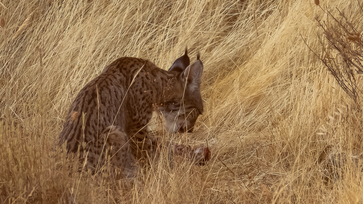 Lynx ibérique