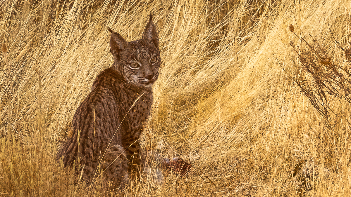 Lynx ibérique