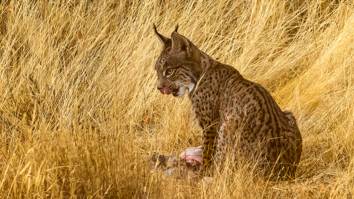 Lynx ibérique
