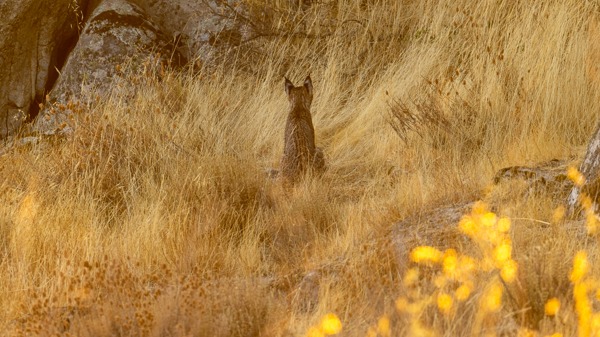 Lynx ibérique