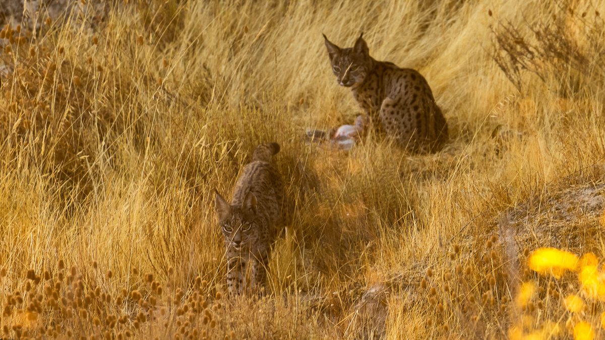 Lynx ibérique