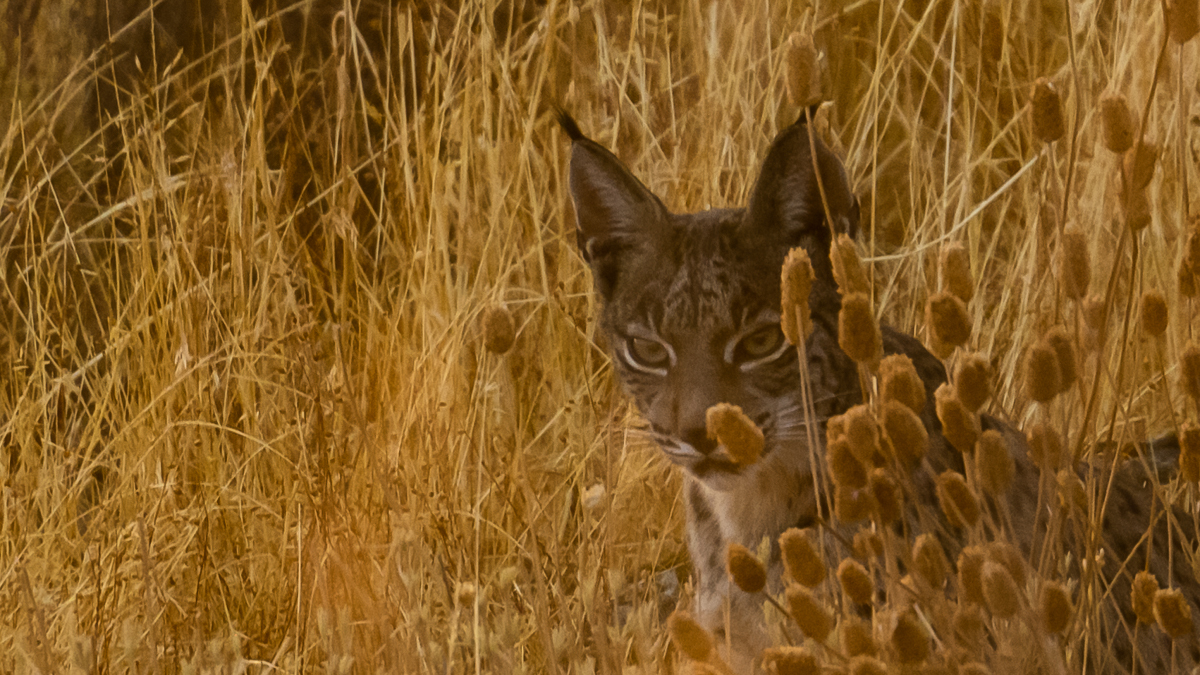 Lynx ibérique