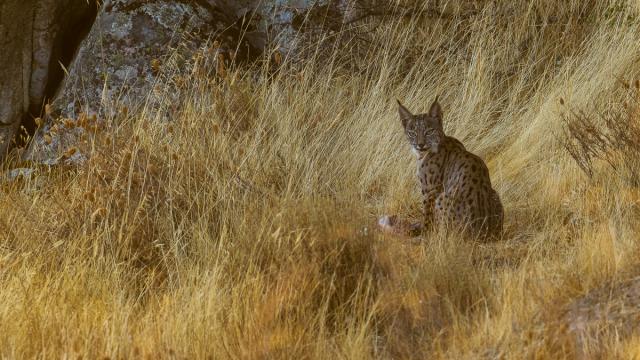 Lynx ibérique