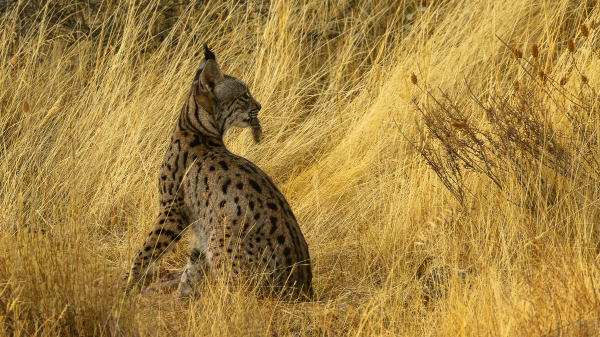 Lynx ibérique