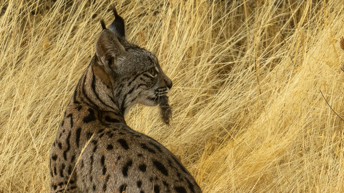 Lynx ibérique