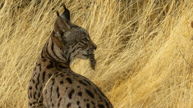 Lynx ibérique