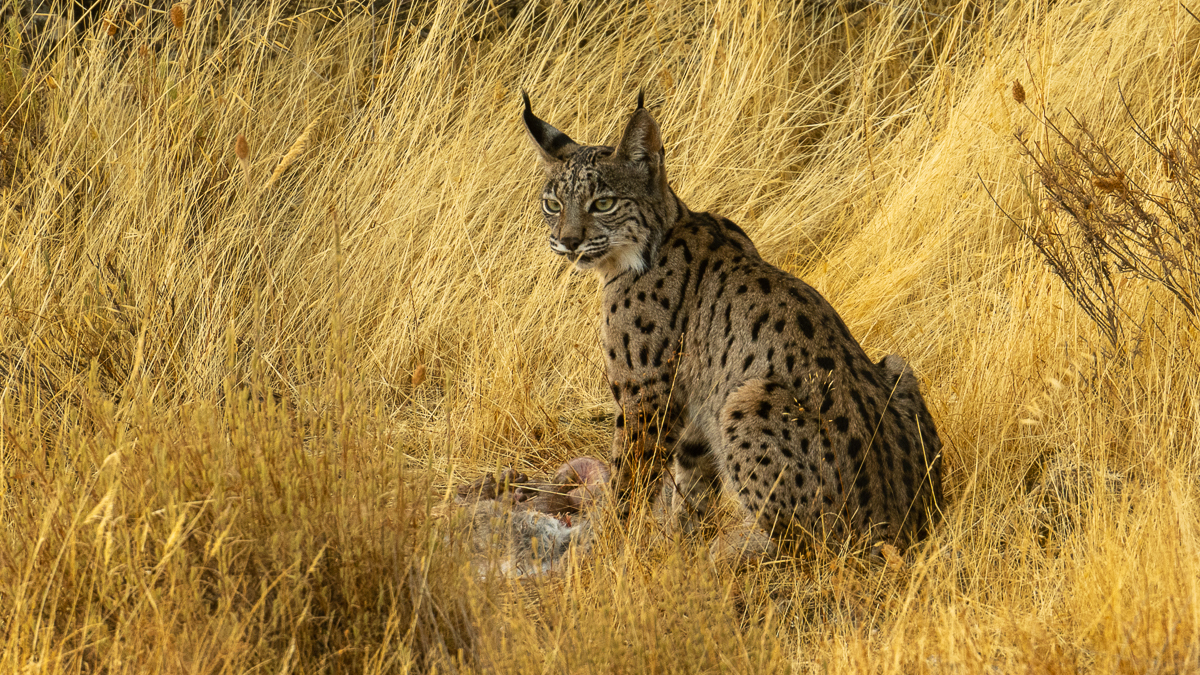Lynx ibérique