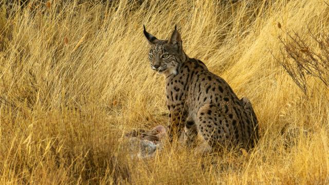 Lynx ibérique