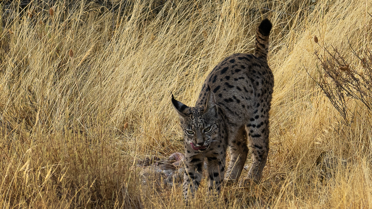 Lynx ibérique